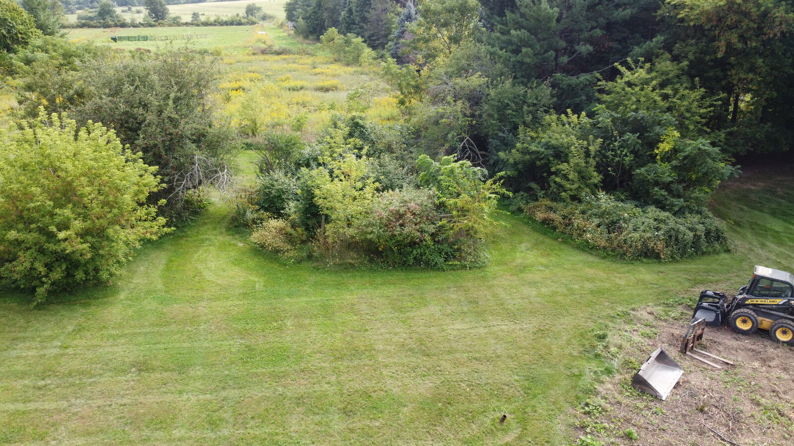 Overgrown backyard brush and shrubs at the field edge, before