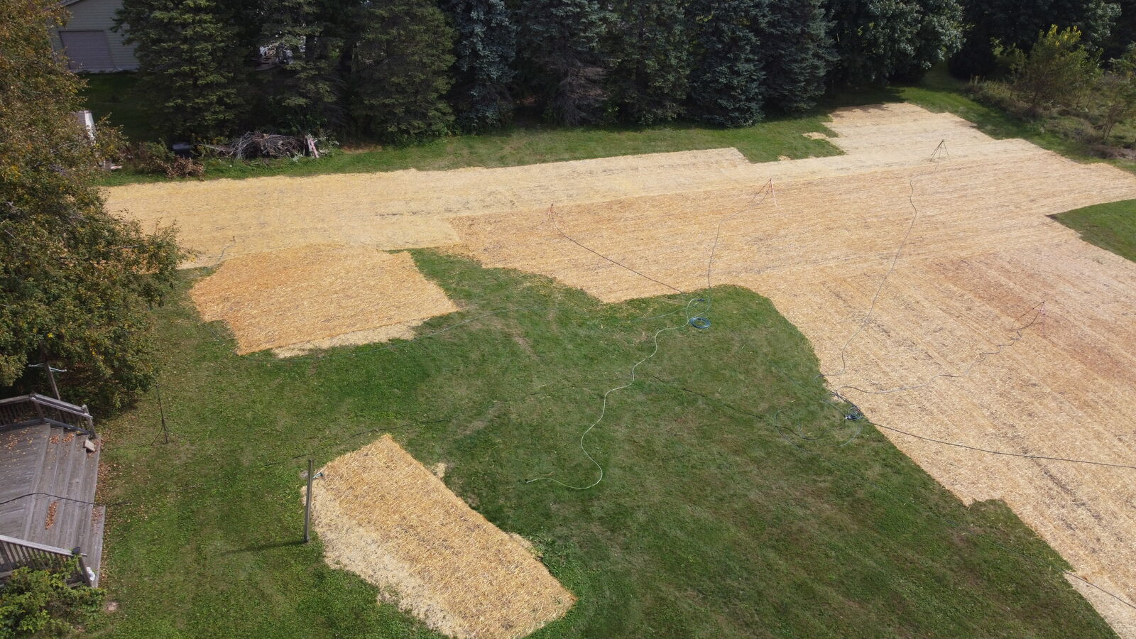 Backyard seeded and covered with straw from above